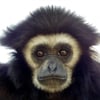 Qype User (gibbon…)